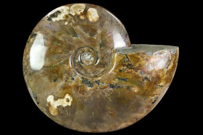 Polished Ammonite (Cleoniceras)- Madagascar #108246